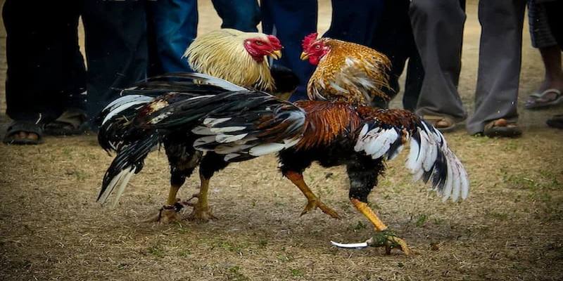 Cách nuôi gà đá cựa sắt hiệu quả nhờ chủ động phòng bệnh