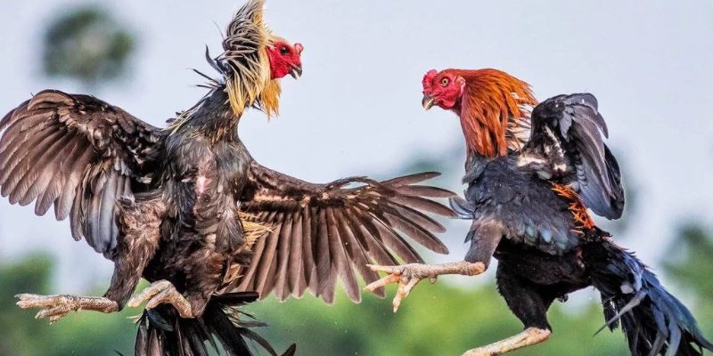 Những điều cần lưu ý khi tham gia đá gà k89bet
