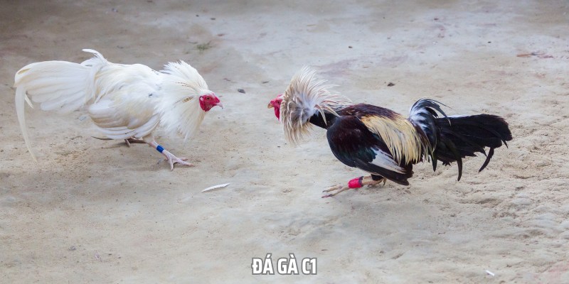 Khái quát về trực tiếp đá gà c1