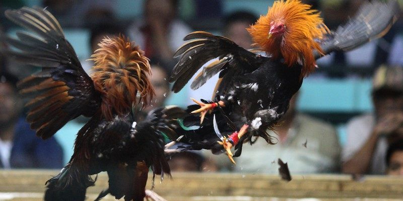 Cộng đồng đá gà k89bet đông đảo